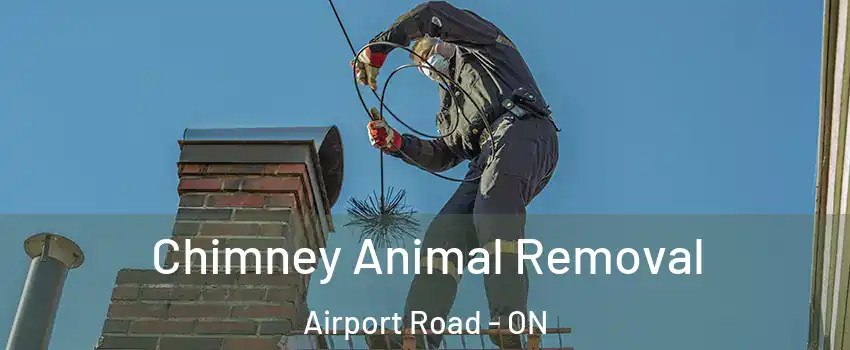  Chimney Animal Removal Airport Road - ON