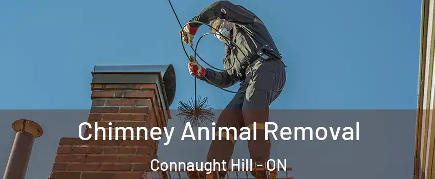  Chimney Animal Removal Connaught Hill - ON