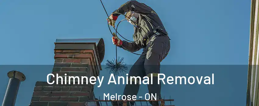  Chimney Animal Removal Melrose - ON