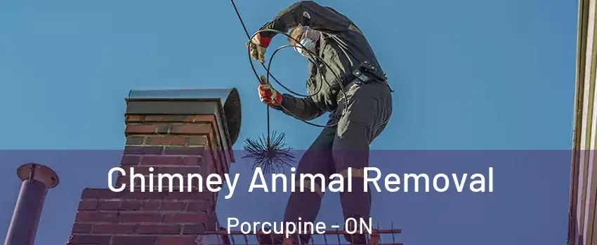  Chimney Animal Removal Porcupine - ON