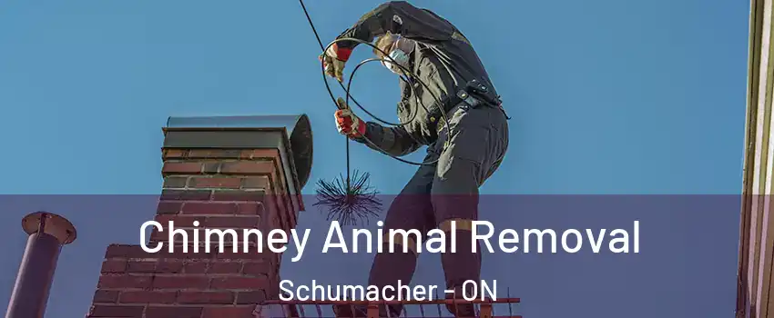  Chimney Animal Removal Schumacher - ON
