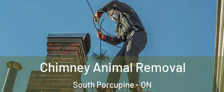  Chimney Animal Removal South Porcupine - ON