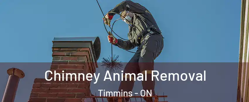  Chimney Animal Removal Timmins - ON