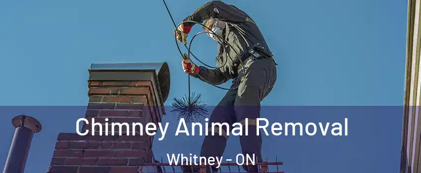  Chimney Animal Removal Whitney - ON